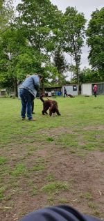 Nasenarbeit mit den Welpen und Junghunden 2019